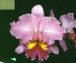 Cattleya Culture