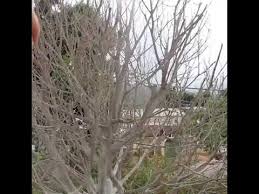 Dikarenakan tunas bambu yang empuk, ranting dan dedaunan dari pohon bambu disini menjadi sumber makanan utama dari panda di cina, panda merah di nepal , dan lemur bambu di madagascar. Cara Membuat Pohon Natal Dengan Ranting Kering Youtube