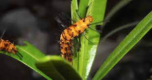 The stinging rose caterpillar comes in many attractive colors like yellow, orange, red, green pinstripes, and purple. Oleander Caterpillars What Are They What To Do About Them