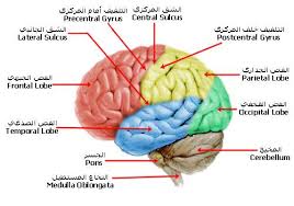 الـــجـــهـــاز الـــعـــصـــبـــي Nervous System شرح بالصور اكاديمية علم النفس Occipital Lobe Frontal Lobe Occipital