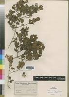 Image result for Psydrax fragrantissima