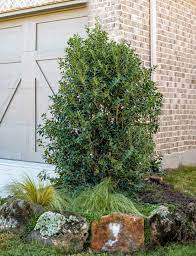 Christmas jewel® holly is a lovely, low maintenance addition to the landscape. Christmas Jewel Holly Tree Finder And Selector Tool Dallas Tx Treeland Nursery
