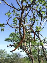 Image result for Markhamia zanzibarica