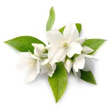 Image result for Jasminum grandiflorum