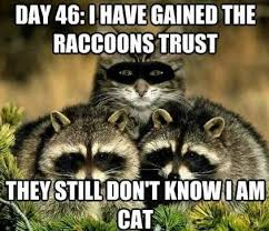 33 Amazing Funny Animal Pics Animal Jokes Funny Animals With Captions Cute Funny Animals