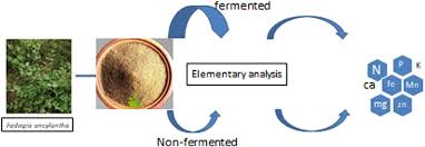 Image result for Fadogia ancylantha