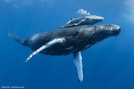 Planning for our whale watching trip to. Humpback Whales An Injured Newborn Calf In The Warm Waters Of Tonga