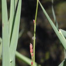 Image result for Persicaria glomerata