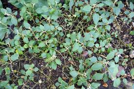 Image result for Impatiens purpureoviolacea
