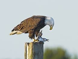 Eagles may require more food at certain times of the year, such as in winter when they are losing more energy. What Do Eagles Eat Bird Eden