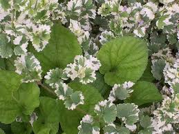 Maybe you would like to learn more about one of these? Variegated Ground Ivy And Sweet Violets Variegated Plants Foliage Plants Planting Flowers