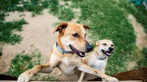 Depending on the city or area in which you live, your animal may have been picked up by one of these agencies. Merced Spca Is Set To Close At The End Of The Month Officials Confirmed Merced Sun Star