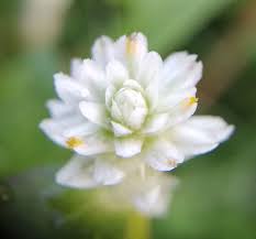 Image result for Gomphrena celosioides