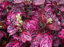 Image result for Iresine