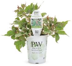 Image result for Ipomoea batatas pots