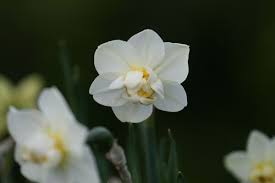 Narcissus Cheerfulness Double Daffodil Bulbs Daffodil Bulbs Daffodils Bulb