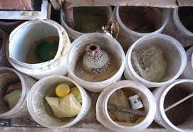 Image result for Bonamia mossambicensis