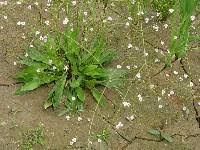 Image result for Aneilema lanceolatum