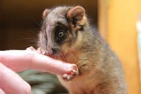 This Baby Possum Cuddling A Toy Kangaroo Will Melt Your Heart Baby Possum Cute Animals Cuddling