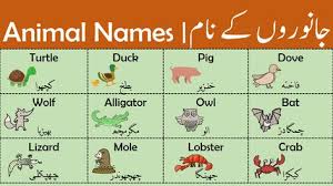 List Of Animals Name In English With Urdu Meanings Learn English Words Animals Name In English List Of Animals