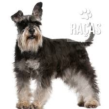 Saiba mais sobre a raça Schnauzer | Pet Care Hospital Veterinário