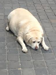 Your pet is fat dog person what how dare you call my dog fat ill have you know that hes. Wide Dog Know Your Meme