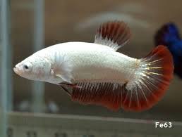 Betta Fish Betta Fish Ideas Bettafish Fishbetta Live Betta Fish Red Dragon Hmpk Female Fe63 11 00 End Date Wednesday Feb 20 2019 20 54 06 Pst Buy I Ikan