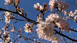 Image result for Cherry blossoms