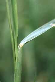Image result for Setaria longiseta