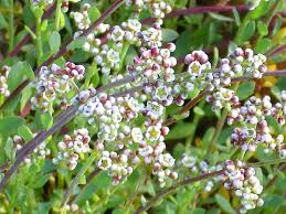 Image result for Corrigiola