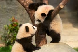 Image result for pandas