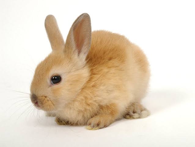 New Baby Bunny Take-Home Checklist – Petland Tyler Texas