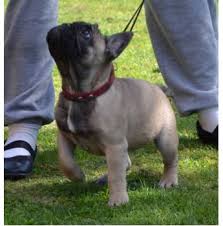 Don't miss what's happening in your neighborhood. Registered French Bulldog Dog Breeders In Perth