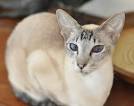 Siameses for Sale in Ocala, FL | Cats on Oodle Classifieds