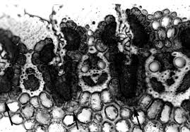 Image result for Anthephora pungens