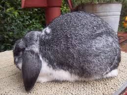 Rebeccas Rabbitry Mini Lop Color Guide In Washington State