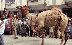 How to diversify your business and benefit from new market opportunities. Camel Meat Has Many Benefits Ø§ÙˆÙ†Ù¹ Ú©Ø§ Ú¯ÙˆØ´Øª Ú©ÙˆÙ†Ø³Û' Ø§Ù…Ø±Ø§Ø¶ Ù…ÛŒÚº ÙØ§Ø¦Ø¯Û' Ù…Ù†Ø¯