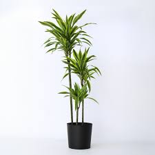 Image result for Dracaena fragrans