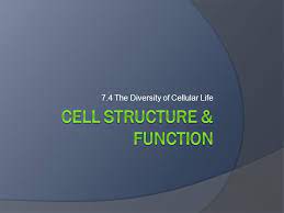 Maybe you would like to learn more about one of these? 7 1 Life Is Cellular The Cell Theory All Living Things Are Composed Of Cells Cells Are The Basic Unit Of Structure And Function In Living Things Ppt Download
