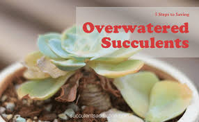 So, how much water do string of pearls need? 5 Solid Steps To Saving Overwatered Succulents Succulents Addiction