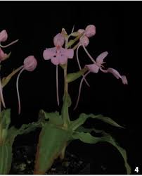 Image result for Habenaria arenaria