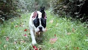 We did not find results for: 3 Things Not To Say After Someone Loses Their Dog Puppy Leaks