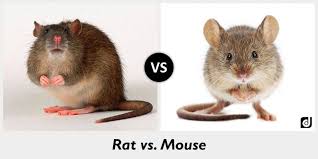 5 Differences Between Rats And Mice Pest Wiki Rats Animals Mouse Rat