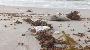 And, the most recent report from pinellas county shows the harmful algae bloom is moving north. Pinellas Red Tide Bloom Extends To Honeymoon Island
