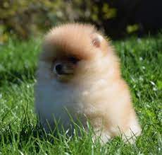 predam steniatka pomeranian s pp banska bystrica bazos sk pomeranian banska bystrica animals