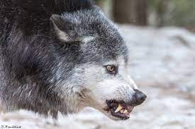 Northwestern Wolf Male Alpha Wolf Smile By Sergueiphx Via Http Ift Tt 2icfdof Alpha Wolf Wolf Husky Wolf