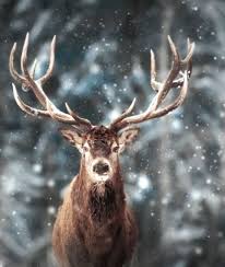 Colombine In 2020 Majestic Animals Deer Wallpaper Animals Beautiful