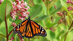 Create a butterfly oasis with our monarch butterfly perennial mixture. Monarch Butterfly Perennial Seed Collection American Meadows