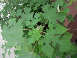 Image result for Broussonetia