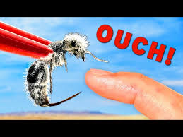 Image result for panda ant